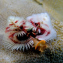 Spirobranchus giganteus - Spirobranchus_giganteus_(Red_and_white_christmas_tree_worm)