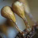 Hlenky - Trichia decipiens