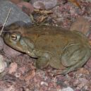 žába, ropucha coloradská - bufo alvarius 2