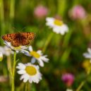 Biodiverzita v zahrádce - motyl louka kvety