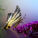 Biodiverzita v zahrádce - motyl louka kvety