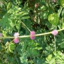 Citlivka stydlivá - Mimosa pudica