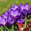 Jak a kdy vysazovat okrasné cibuloviny - krokus