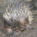 Ostny a trny - ježura australská