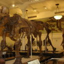 Mamuti - kostra mamut