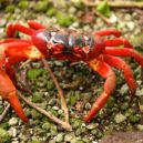 Červený krab - krab červený