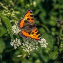 Biodiverzita v zahrádce - motyl louka kvety