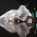 Opilá zvířata - kocka alkohol