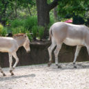 Osel - osel somálský