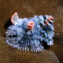 Spirobranchus giganteus - rournatec ozdobný