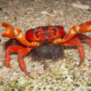 Červený krab - samice kraba chystající se uvolnit vajíčka do moře