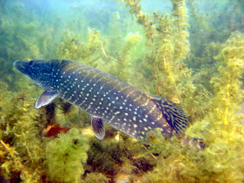 Obrázek #2 z 6