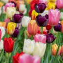 Jak a kdy vysazovat okrasné cibuloviny - tulipan