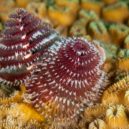Spirobranchus giganteus - vánoční stromeček