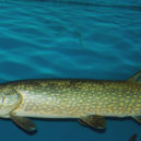 Štika obecná - štika obecná – Vltava