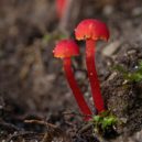 Houby na zahradě - Voskovka krvavá (Hygrocybe miniata)