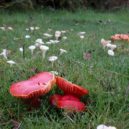 Houby na zahradě - Voskovka šarlatová (Hygrocybe coccinea)