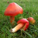 Houby na zahradě - Voskovka granátová (Hygrocybe punicea)