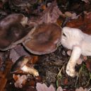 Houby na zahradě - Líha klubčitá (Lyophyllum fumosum)