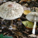 Houby na zahradě - Bedla červenající (Chlorophyllum rhacodes)