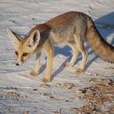 Horko - Liška pouštní (Vulpes rueppellii)