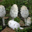 Houby na zahradě - Hnojník obecný (Coprinus comatus)