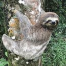Lenochod - Lenochod hnědokrký (Bradypus variegatus)