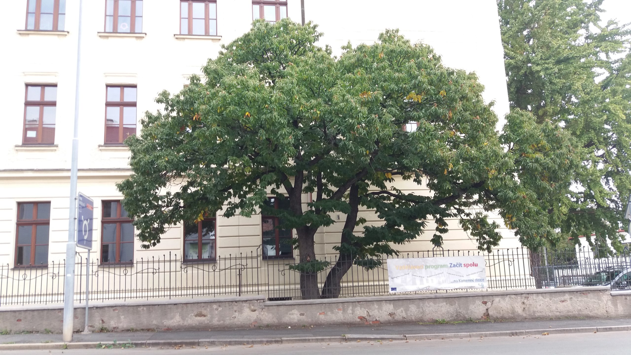 Kaštanovník setý