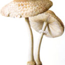Houby na zahradě - Bedla odřená (Macrolepiota excoriata)
