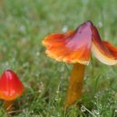 Houby na zahradě - Voskovka kuželovitá (Hygrocybe conica)