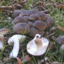 Houby na zahradě - Líha nahloučená (Lyophyllum decastes)