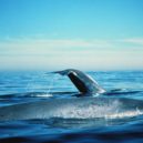 Plejtvák - Plejtvák obrovský (Balaenoptera musculus)