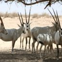 Horko - Přímorožec arabský (Oryx leucoryx)