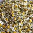 Sušení rostlin - chamomile hermanek