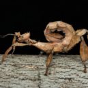 Pazvířata - Strašilka australská (Extatosoma tiaratum)