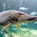 Štika obecná - Štika obecná (Esox lucius)