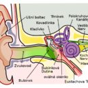 Lidské tělo - clovek ucho anatomie