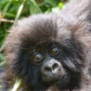 Gorily v Praze: představme se - Baby_mountain_gorilla
