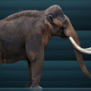 Mamuti - mamut