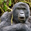 Gorily v Praze: představme se - Mountain_Gorilla,Bwindi,_Uganda_(15135296098)