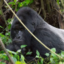 Gorily v Praze: představme se - Mountain_Gorilla_(Humba_family)_–_Virunga_National_Park_(14)