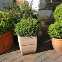 Nové keře do vaší zahrady - zimostráz buxus