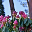 Nové keře do vaší zahrady - Rhododendron rododendron
