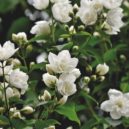 Nové keře do vaší zahrady - jasmin