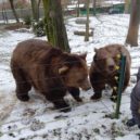 Děti v Berouně nezapomněly na medvědí narozeniny - medvědi 18