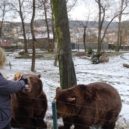 Děti v Berouně nezapomněly na medvědí narozeniny - medvědi 23