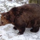 Děti v Berouně nezapomněly na medvědí narozeniny - medvědi 29