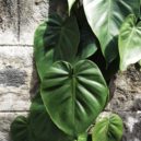 Pokojové rostliny pro začínající pěstitele - Philodendron Scandens