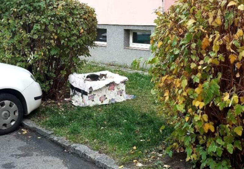 Empatie jdou stranou: Koťátka jsou bez domova, jejich osud je městu ukradený