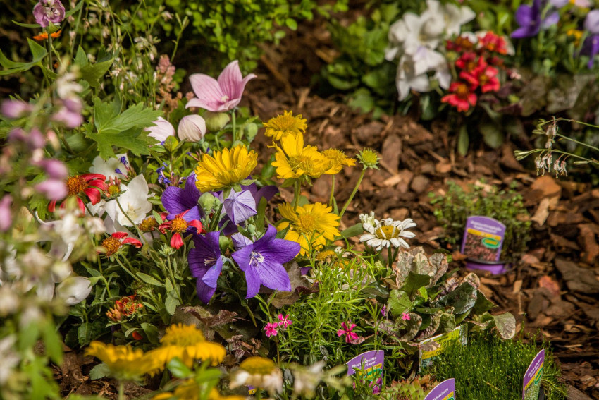 Léčivou moc přírody i visuté zahrady připomíná výstava Flora Olomouc
